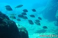 scuba diving photo