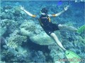 scuba diving photo