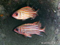 scuba diving photo