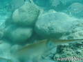 scuba diving photo