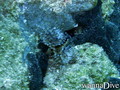 scuba diving photo