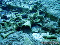 scuba diving photo