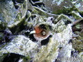 scuba diving photo