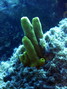 scuba diving photo