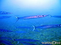 scuba diving photo