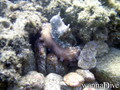 scuba diving photo