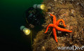 scuba diving photo