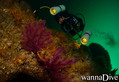 scuba diving photo