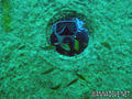 scuba diving photo