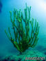 scuba diving photo
