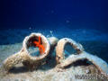 scuba diving photo