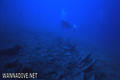 scuba diving photo