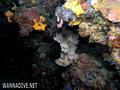 scuba diving photo
