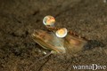 scuba diving photo