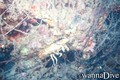 scuba diving photo