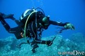 scuba diving photo