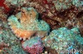 scuba diving photo