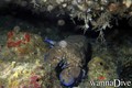 scuba diving photo