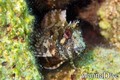 scuba diving photo