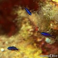 scuba diving photo