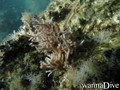 scuba diving photo
