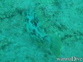 scuba diving photo