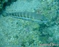 scuba diving photo