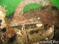 scuba diving photo