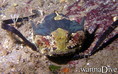 scuba diving photo