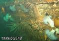 scuba diving photo