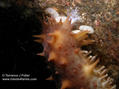 scuba diving photo