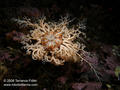 scuba diving photo