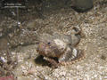 scuba diving photo