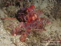 scuba diving photo