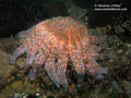 scuba diving photo