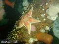 scuba diving photo