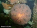 scuba diving photo