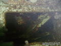 scuba diving photo