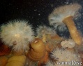 scuba diving photo