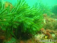 scuba diving photo