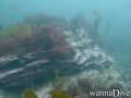 scuba diving photo