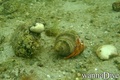 scuba diving photo