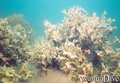scuba diving photo