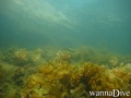 scuba diving photo