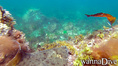 scuba diving photo