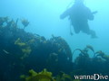 scuba diving photo