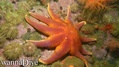 scuba diving photo