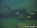 scuba diving photo