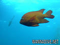 scuba diving photo