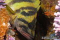 scuba diving photo